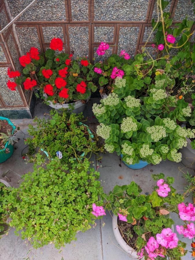 מנאלי Summer Cottages מראה חיצוני תמונה